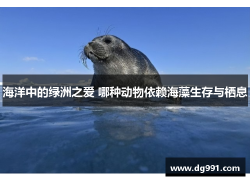海洋中的绿洲之爱 哪种动物依赖海藻生存与栖息